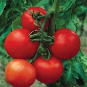 Greenhouse Tomato