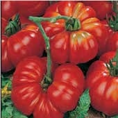 Costoluto Fiorentino Tomato TM242-20