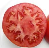 Coustralee Tomato TM695-10