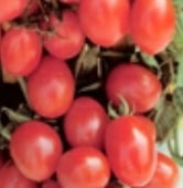 Non-gmo Seed FREE Shipping Tomato ITALIAN GRAPE CROVARESE 35 Heirloom 