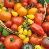 Culinary Blend Tomato Seeds TM944-20_Base