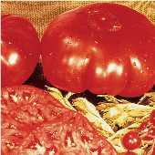 Dinner Plate Tomato TM531-20_Base