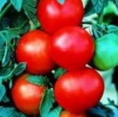 Dona Tomato TM42-20