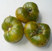 Dorothy's Green Tomato TM243-10