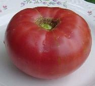 Earl's Faux Tomato TM692-10