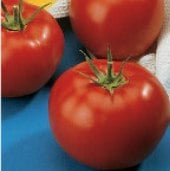 Early Pick Tomato TM43-20