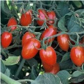 Elfin Tomato TM669-10