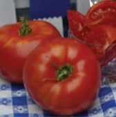 Alphabetical Listing Tomato