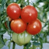 LM - Leaf Mold Resistant Tomatoes