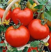 Floradel Tomato TM436-20_Base