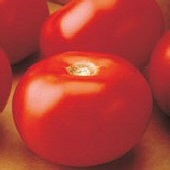 Floralina Tomato TM483-10_Base