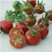Garnet Tomato TM862-10