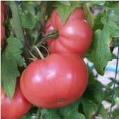 German Pink Tomato TM147-20