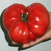 Goliath Tomato  TM589-10