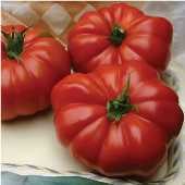 High Lycopene Tomato