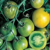 Green Grape Tomato TM56-20