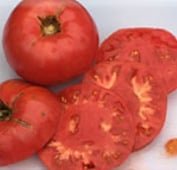 Gregori's Altai Tomato TM611-20_Base