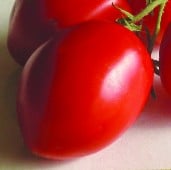 Grushovka Tomato TM469-10