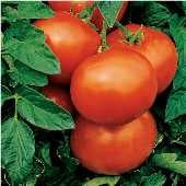 Gulf State Market Tomato TM539-10