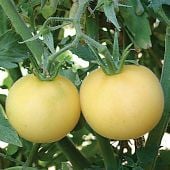 Garden Peach Yellow Tomato TM413-20_Base