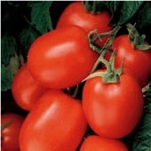Tomato - H