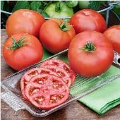 ToMV - Tomato Mosaic Virus Resistant Tomatoes