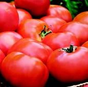Heinz 2274 Tomato Seeds TM424-10_Base