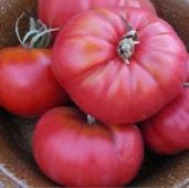 Henderson's Winsall Tomato TM374-10