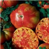 Hillbilly Tomato TM61-20