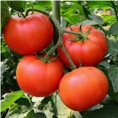 Homestead Tomato TM438-20