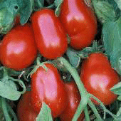 Hungarian Italian Tomato TM202-10