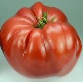 Italian Giant Beefsteak Tomato TM216-20