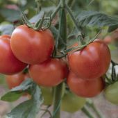 Independence Day Tomato Seeds TM953-10_Base