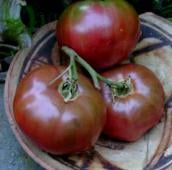 Indian Stripe Tomato TM866-10