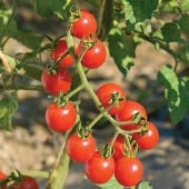 SLS - Septoria Leaf Spot Resistant Tomatoes