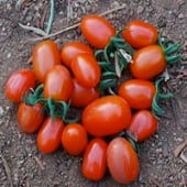 Jelly Bean Red Tomato TM121-20_Base