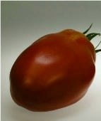 Kalman's Hungarian Pink Tomato TM145-10