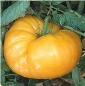 25 Orange Kentucky Beefsteak Tomato Seeds Organic Grown in 2019 for 2020