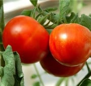Kewalo Tomato TM616-10