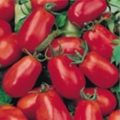 La Roma III Tomato Seeds TM674-10_Base