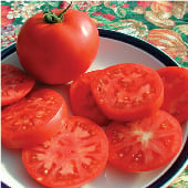 Legend Tomato TM249-20