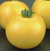 Lemon Boy Tomato Seeds TM76-10_Base