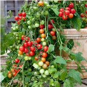Lizzano Tomato Seeds TM885-10_Base