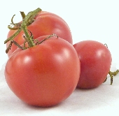 Louisiana Gulf State Tomato TM911-10