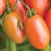 Maglia Rosa Tomato TM923-20