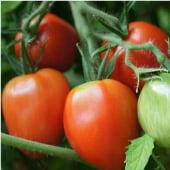 Mama Leone Tomato TM673-10
