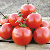 Manitoba Tomato TM440-20