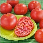 Marglobe Tomato TM620-20