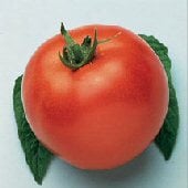 Marglobe Improved Tomato TM364-20_Base