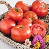 Marion Tomato Seeds TM441-20_Base